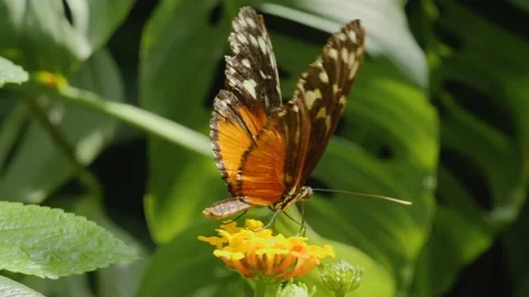 Heliconius hecale, the tiger longwing butterfly Stock Footage 162512001