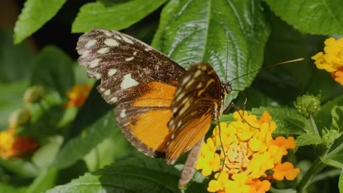 Heliconius hecale, the tiger longwing butterfly Stock Footage 162512012