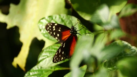 Heliconius hecale Tiger Longwing Butterfly resting on green leaf, close up Stock Footage 265237376