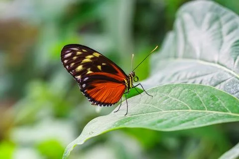 Heliconius hecale, tiger longwing, Hecale longwing, golden longwing, golden.. Stock Photos