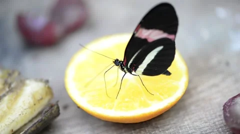 Heliconius melpomene, butterfly postman Stock Footage 43036562