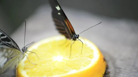 Heliconius melpomene, butterfly postman Stock Footage 43036935