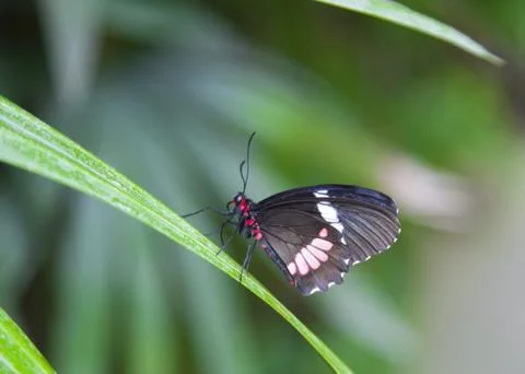 Heliconius melpomene Stock Photos