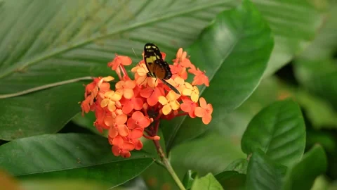 Heliconius numata, the Numata longwing,¨ butterfly. Insect on flower bloom in th Vídeo Stock 275190102