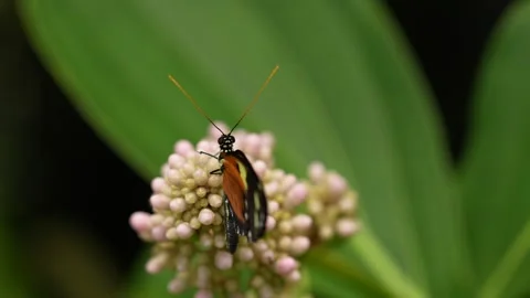 Heliconius numata, the Numata longwing,¨ butterfly. Insect on flower bloom in th Video stock 275190750