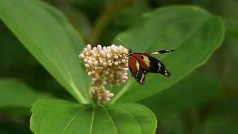 Heliconius numata, the Numata longwing,¨ butterfly. Insect on flower bloom in th 스톡 동영상 275192175