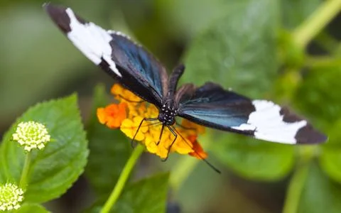 Heliconius sapho Foto stock