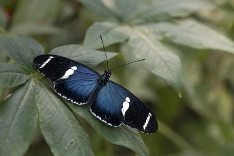 Heliconius sara, the Sara Longwing Stock Photos