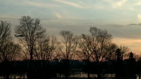 Helicopter behind trees Stock Footage 10819025