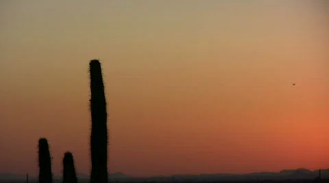 Helicopter cactus Stock Footage 509116