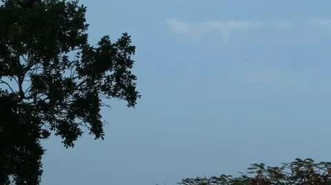 Helicopter comes out behind tree Stock Footage 11560807