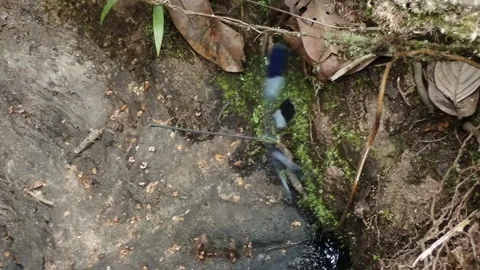 Helicopter damselfly dragonfly beautiful insect hovers in slow motion rainforest Stock Footage 283636371