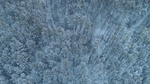 Helicopter dramatic winter snowy spruce forest, snow-cowered pines wood Siberia  Stock Footage 166946310