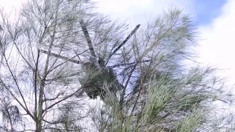 Helicopter flies over the treetops, Trees are bent from the air stream Stock Footage 120831706