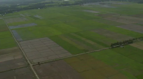 Helicopter flight over rice fields in different stages of growth Stock Footage 554230
