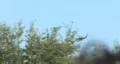 Helicopter Fly By HD Footage