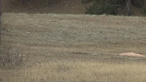 Helicopter Flying into Frame Stock Footage 98465045