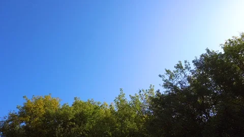 Helicopter flying over trees Stock Footage 101130097