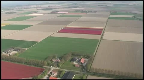 Helicopter footage flower fields Stock Footage 10965449