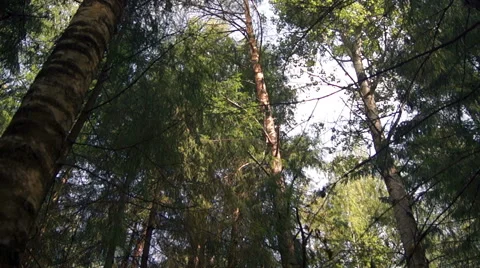 Helicopter in the forest Video stock 42126734
