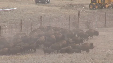 Helicopter Herding Bison Stock Footage 98472486