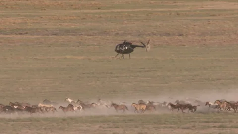 Helicopter herding a large group of wild animals in the open field Stock Footage 327873231