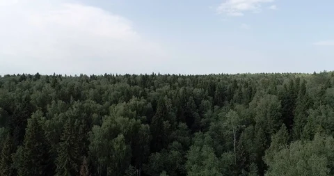 Helicopter over forest_2_CC__16311. Stock Footage 91654683