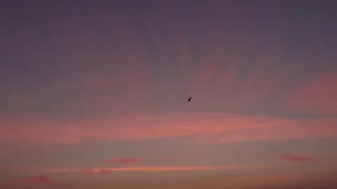 Helicopter in the Pink Sky Stock Footage 245456050