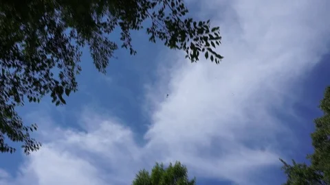 Helicopter in the sky Vídeo Stock 91805265