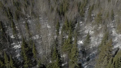 Helicopter view of northern forest tree line winter snow Stock Footage 106363112