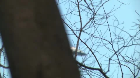 Helicopter8 Stock Footage 22387330