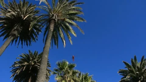 HelicopterThruPalmTrees 3493 Stock Footage 11228886