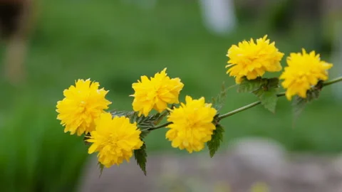 Heliopsis flowers Stock Footage 111412288