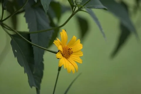 Heliopsis on the green background Stock Photos