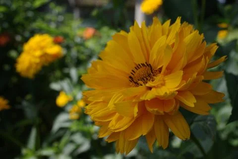 Heliopsis helianthoides  Stock Photos