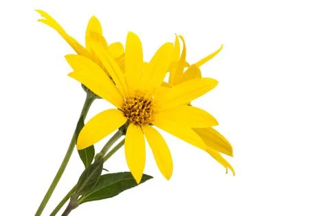 Heliopsis Isolated Stock Photos