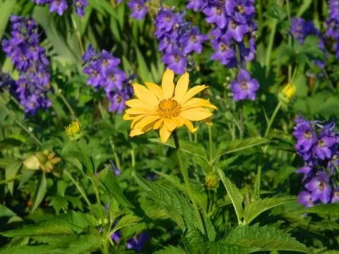 Heliopsis Stock Photos
