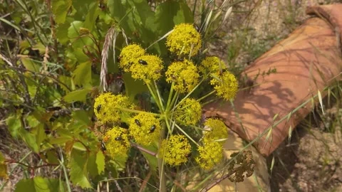 Heliotaurus ruficollis beetles on Ferula communis flower in spring Stock Footage 340313744