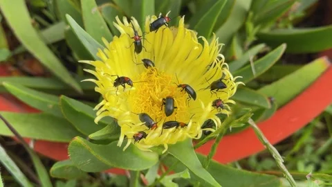 Heliotaurus ruficollis, insect, Ferula communis, giant fennel, Cañareja, yellow Stock Footage 340313710