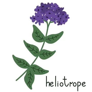 Heliotrope vector illustration Stock-Illustration