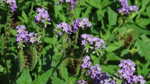 Heliotropium arborescens Video stock 279382832