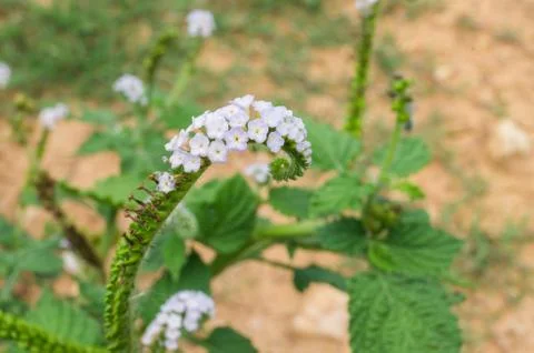 Heliotropium indicum Stock Photos