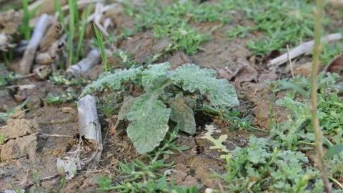 Heliotropium indicum plant. Stock Footage 337539533