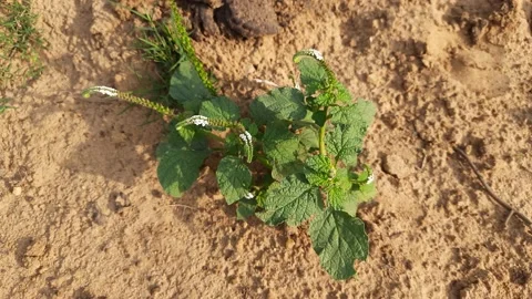 Heliotropium indicum plants. Stock Footage 196966252
