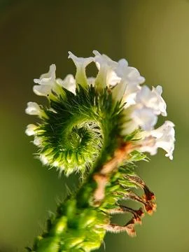 Heliotropium Stock Photos