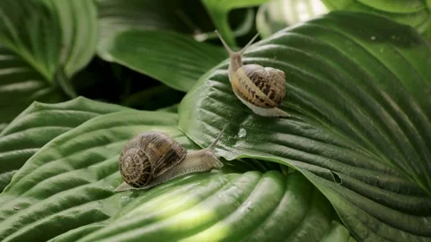 Helix Aspersa Muller snail, Helix pomatia. Macro shot of two snails moving Stock Footage 245383531