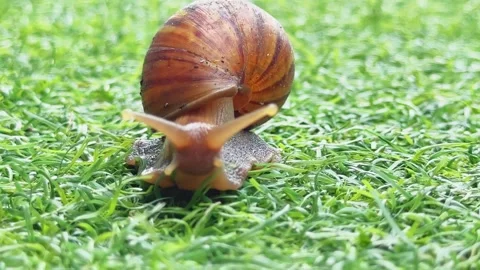 Helix Aspersa snail crawl in the grass close-up. A cute mollusk in a spiral Stock Footage 274878644
