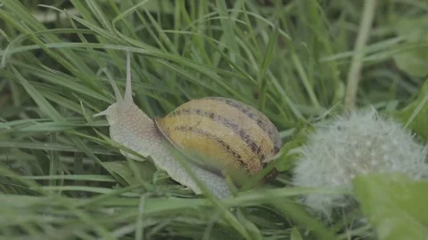 Helix Aspersa snail in the grass close-up. Beautiful snail in the grass close-up Stock Footage 157943079