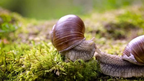 Helix pomatia also Roman snail, Burgundy snail Stock Footage