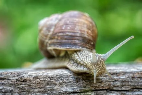 Helix pomatia also Roman snail or burgundy snail Stock Photos